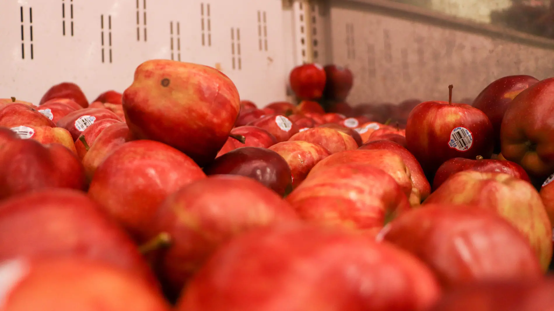 Tematica Fruta refrescante para temporada calor manzanas - Mike Acosta (3)